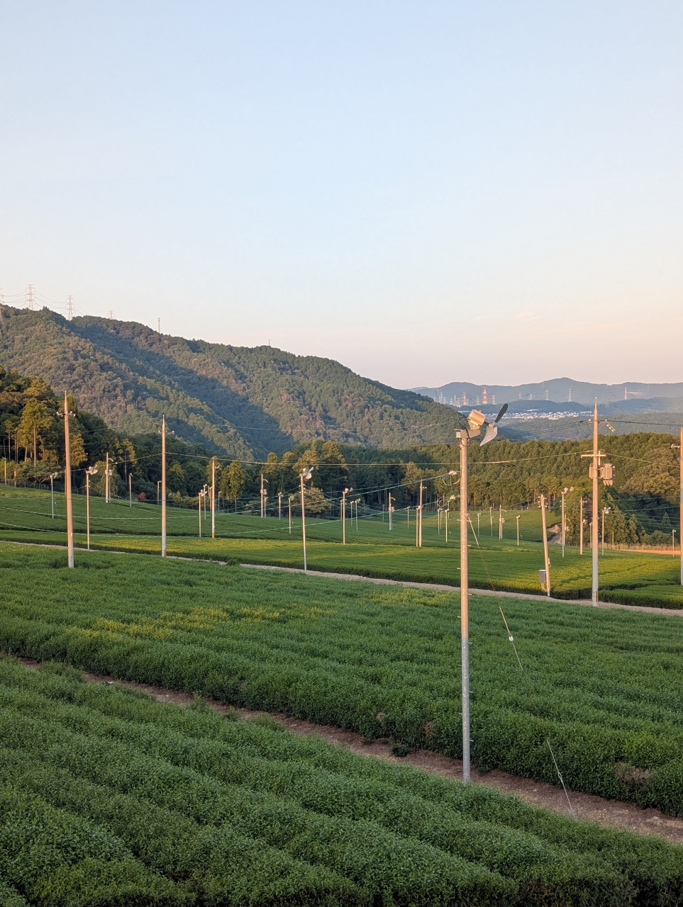 宇治田原茶と昔ながらの焼売｜寒露の献立帖【京都点心福】
