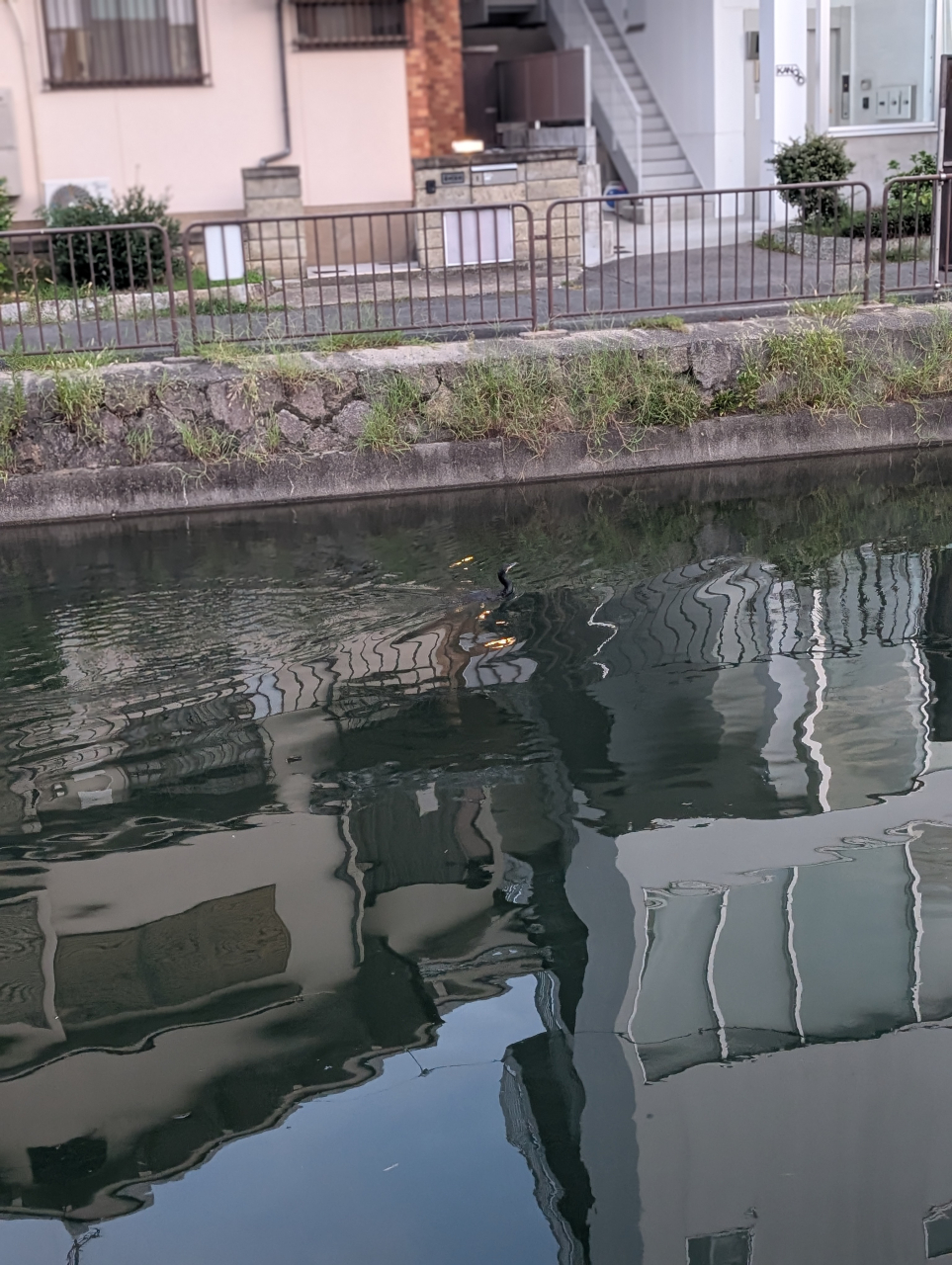 【奉行記】寒露の献立帖｜京の川辺に羽を広げるカワウと秋の宴