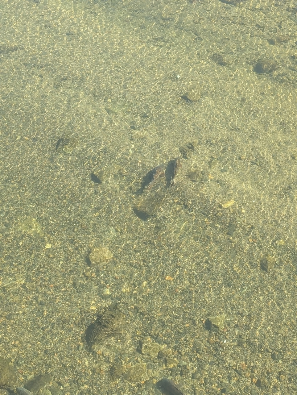 鴨川と鯉、九条ネギ餃子の秋｜京都点心福