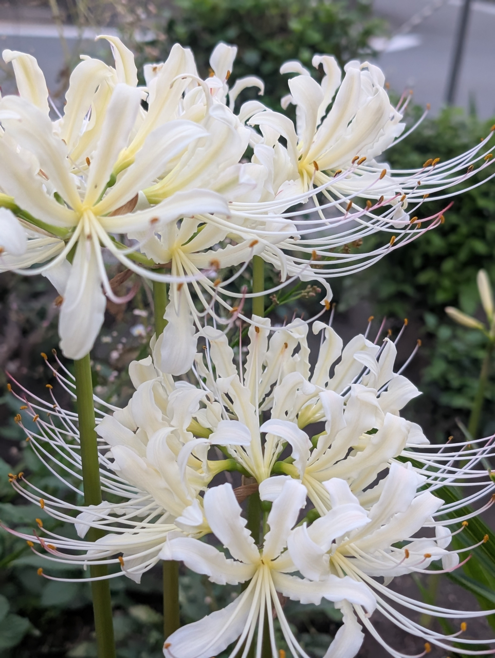 白彼岸花と塩焼売｜秋分の候に清き一膳（京都点心福）