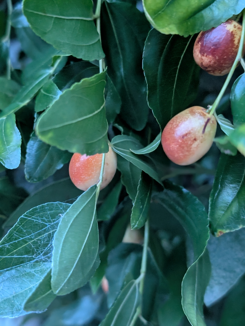 【奉行記】薬膳献立帖｜だし焼売と棗の養生（京都点心福）