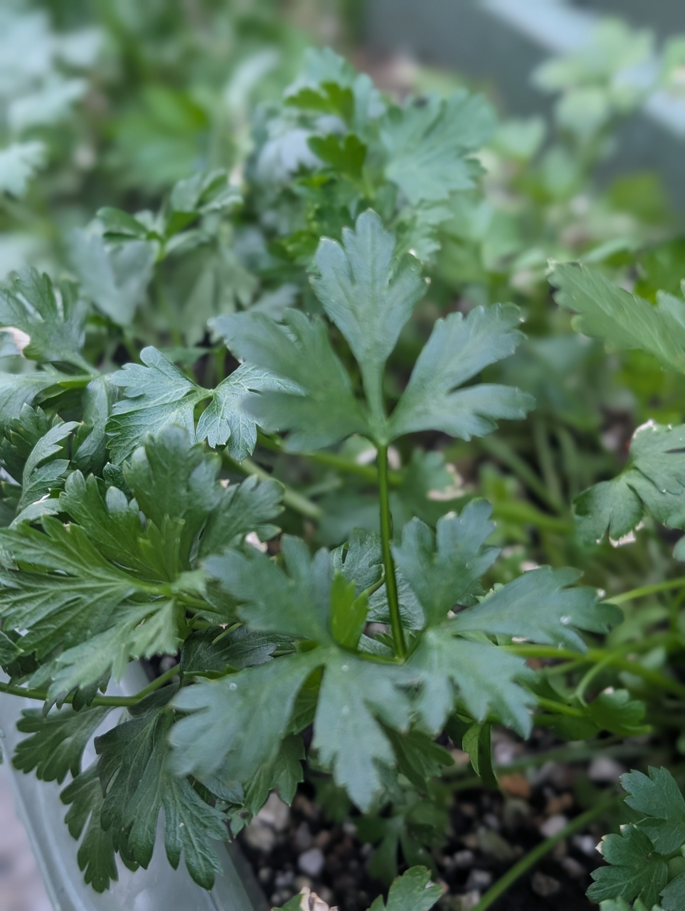 加熱パセリの妙味、塩焼売に香る秋｜京都点心福