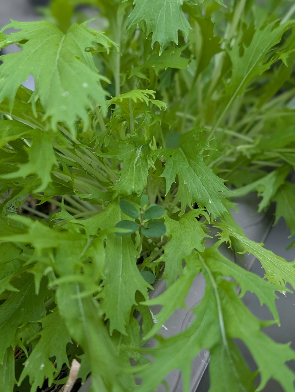 水菜と鍋専用焼売の御作法｜しゃきりで締める冬の膳【京都点心福】