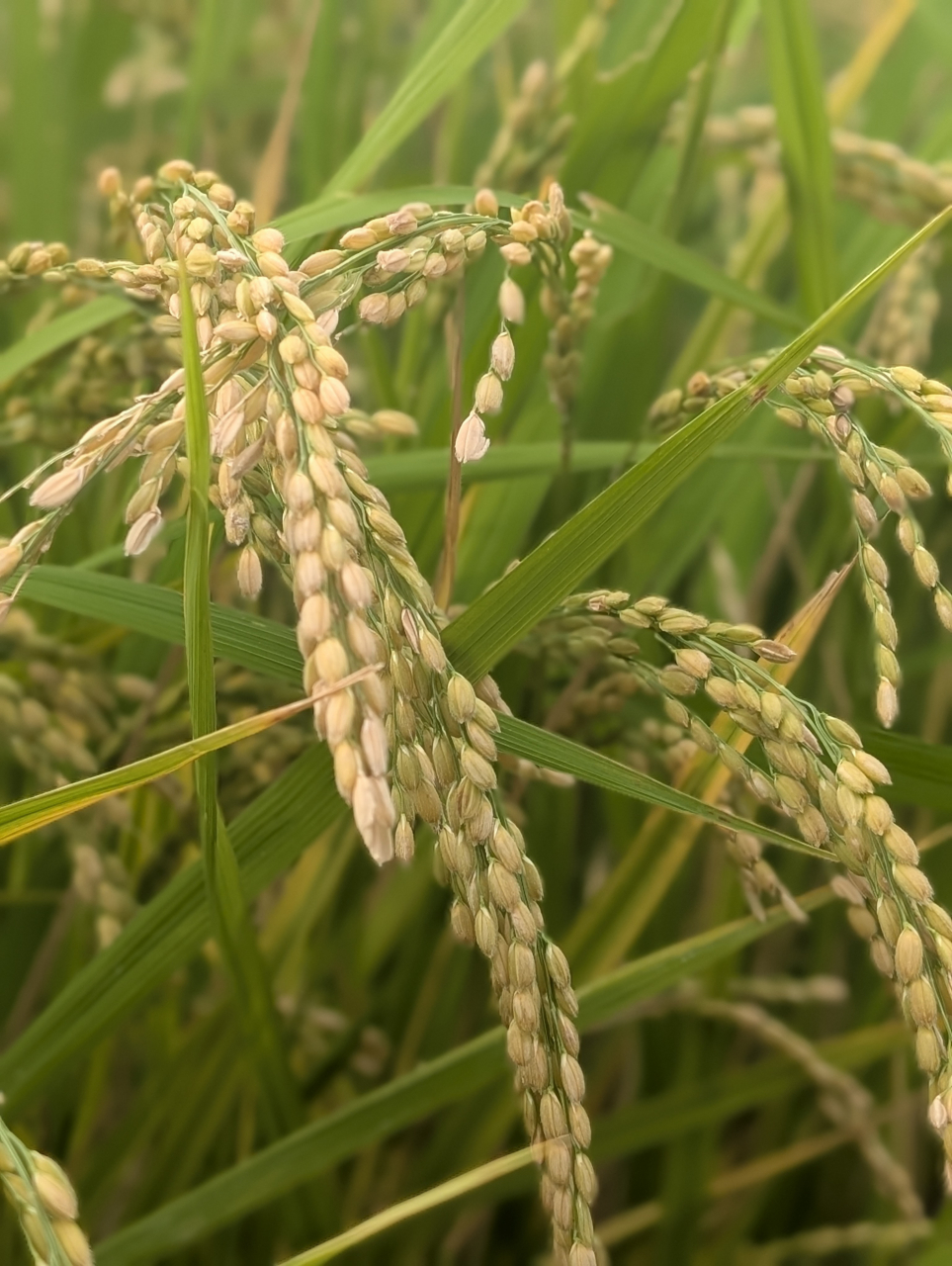 【奉行記】新米の膳に添う｜京都餃子〜生姜仕立て〜（京都点心福）