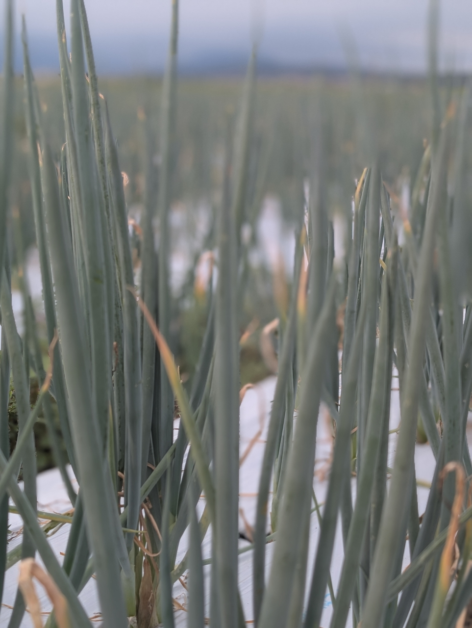 九条ねぎ、冬の極みに候──エビネギ饅頭と九条ねぎ餃子【京都点心福】