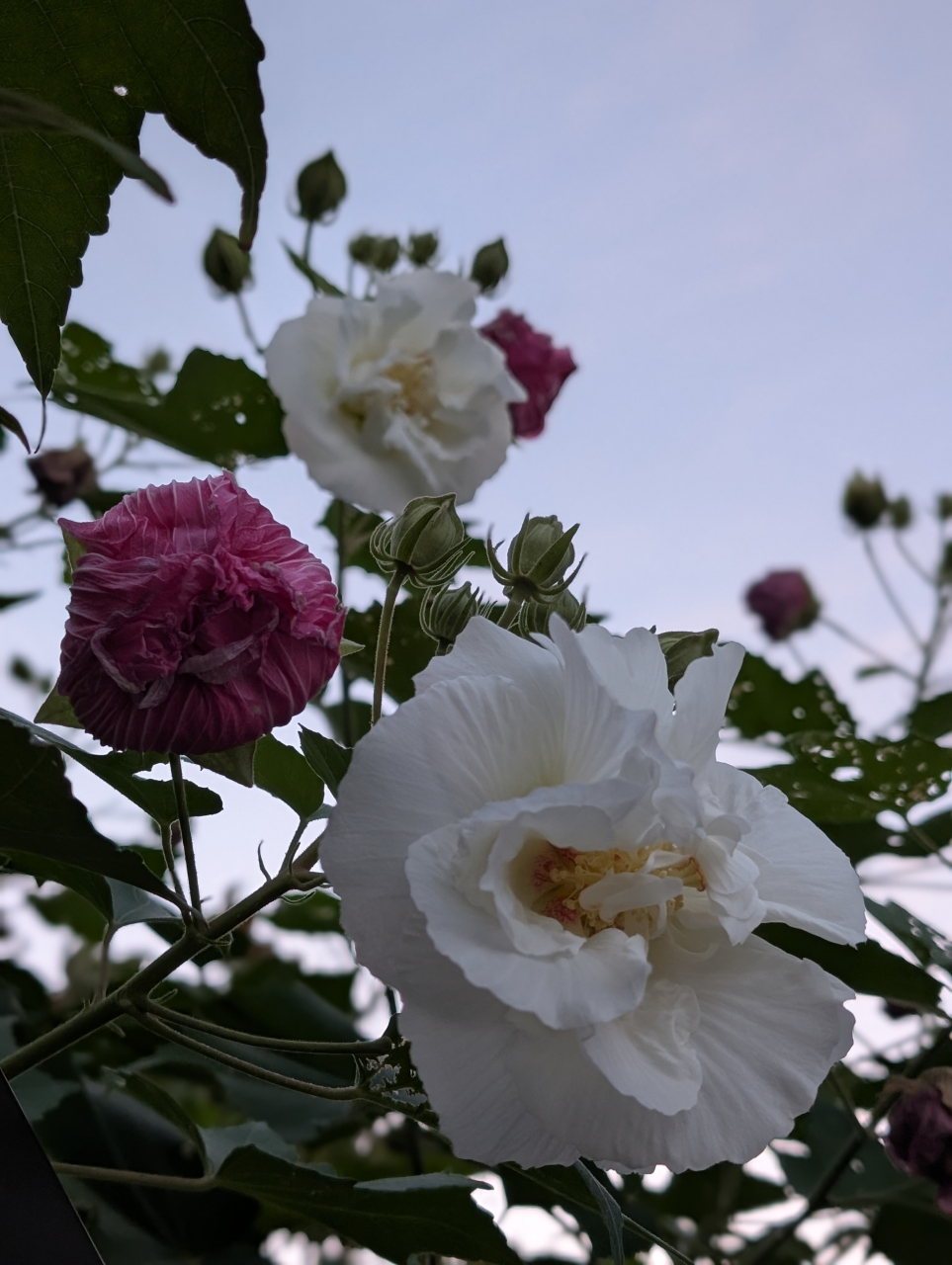 【奉行仕立て】酔芙蓉に寄せる京都秋の献立帖｜京都点心福 公式ブログ
