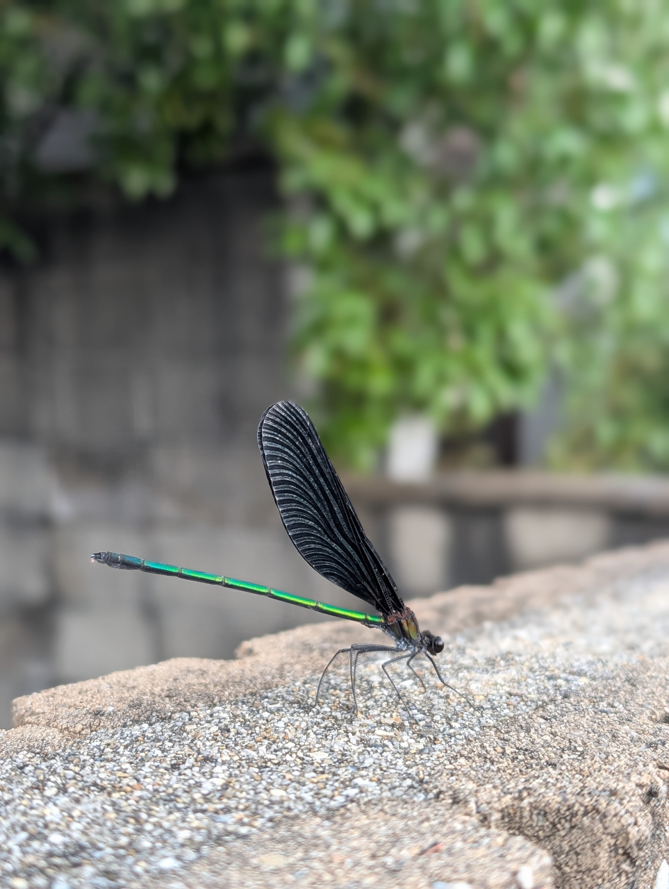 秋の濠川に舞う羽黒蜻蛉｜京都点心福・奉行見聞録