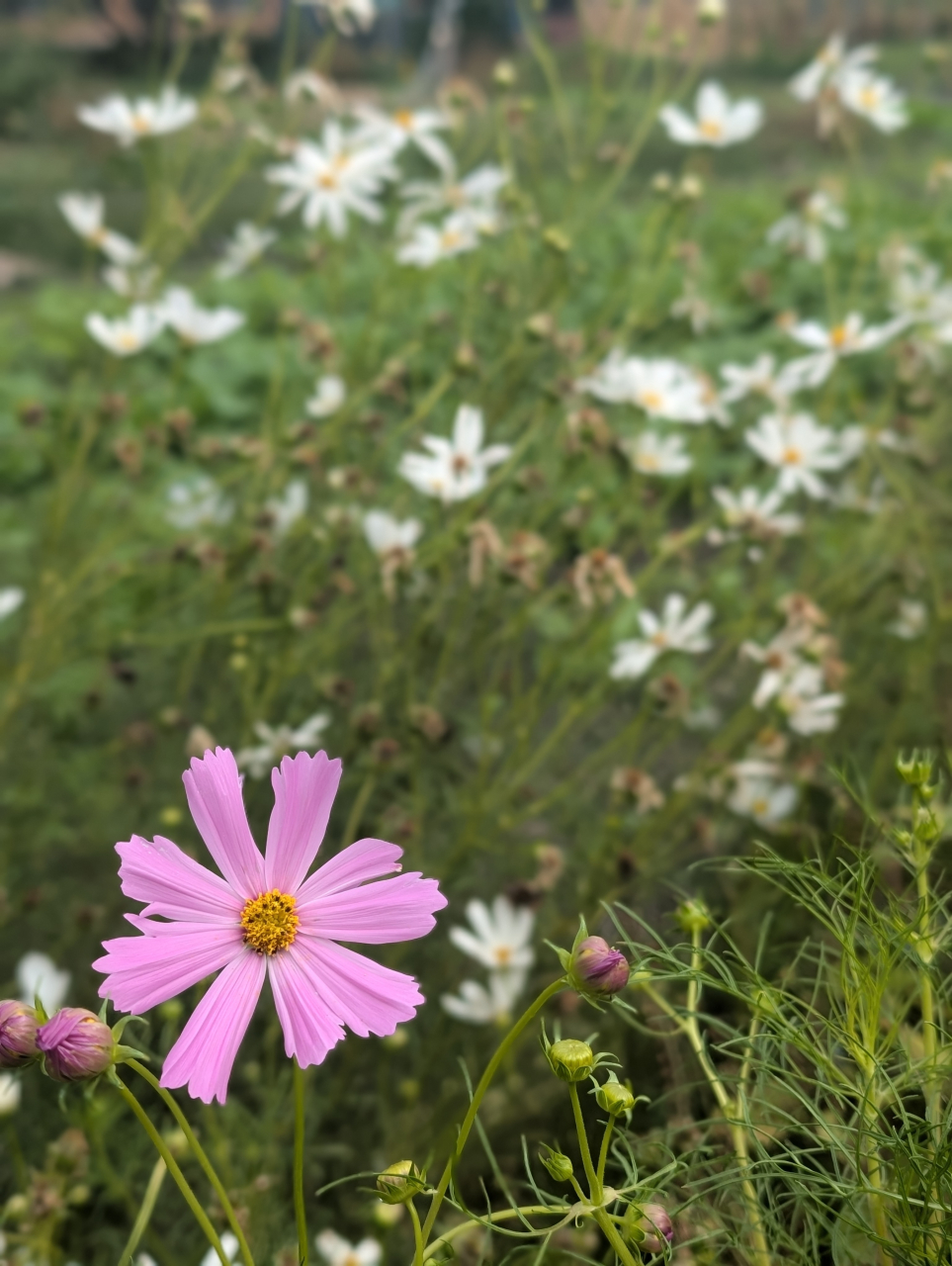 秋桜に寄せて、玉子春巻のやさしき香｜京都点心福