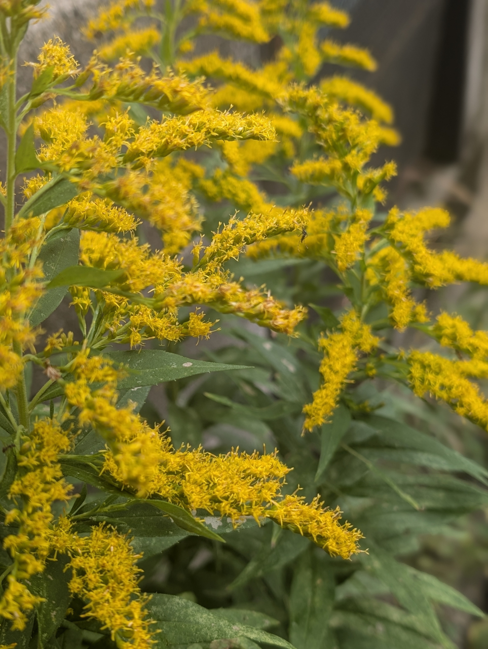 【奉行版】黄金の秋を染むる背高泡立草 ─ 暮らしに活かす五つの作法｜京都点心福
