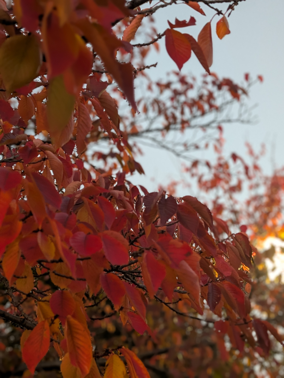 【奉行見立て】自然の三色素と京都点心福の三品