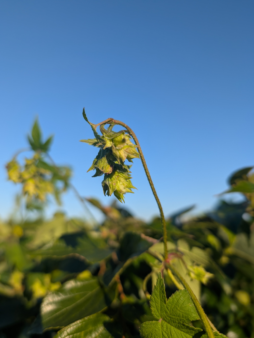 ホップの活用法と京都点心福の点心｜奉行見立ての香り遊び