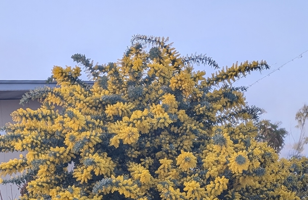 ミモザの日を彩る黄色い点心！京都点心福の「たまご春巻」が春のギフトに最適な理由