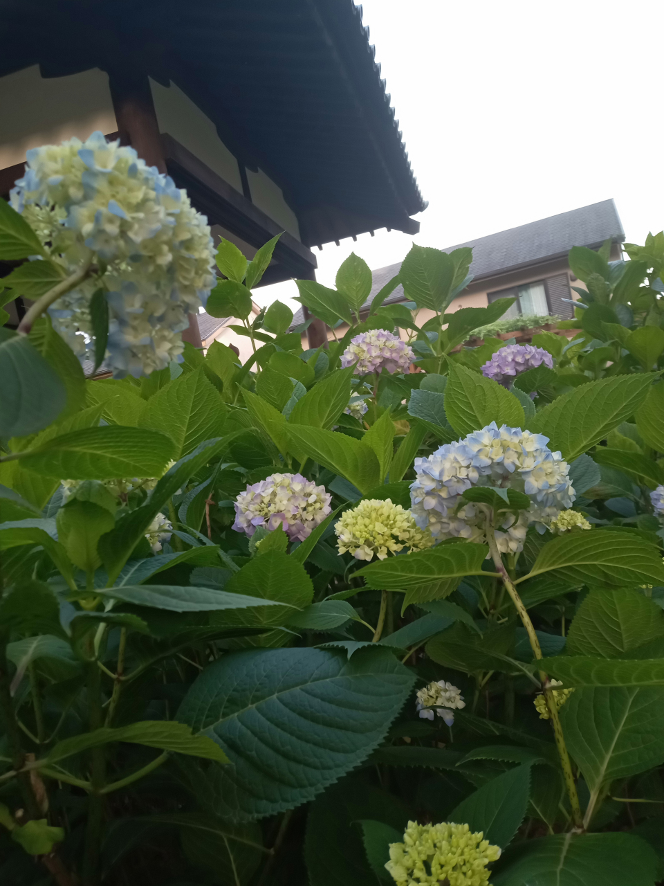 京のあじさいと点心福　初夏の餃子道中記