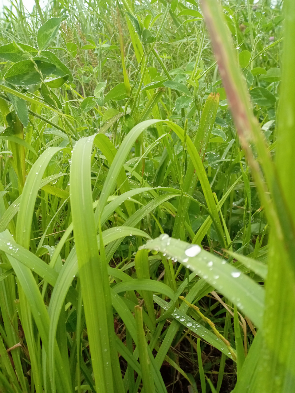 梅雨入りの京都を味わう点心時間 ～お取り寄せでしっとり美食～