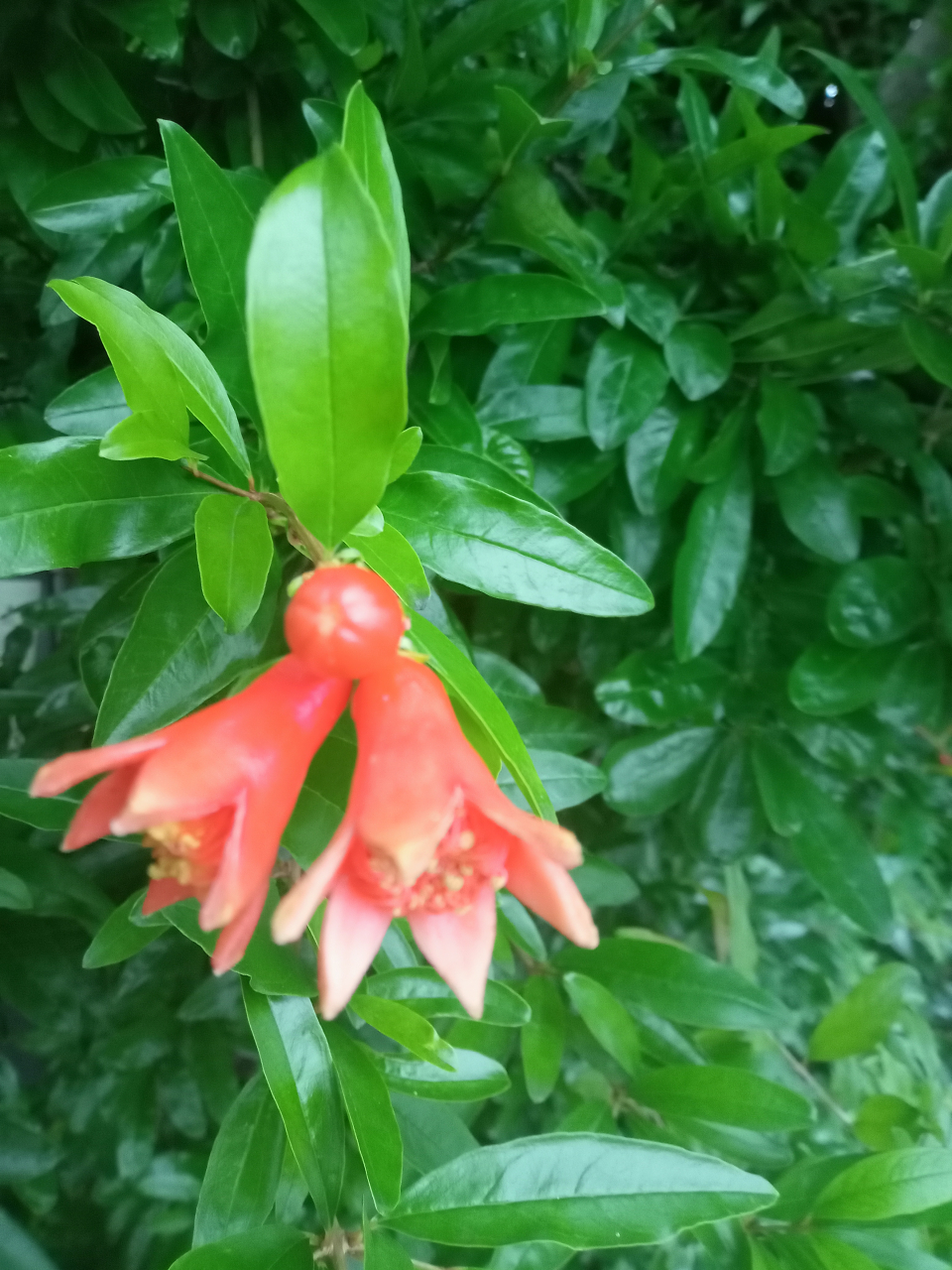 ザクロの花はタコさんウィンナー？京都点心の生姜餃子と初夏の京散歩