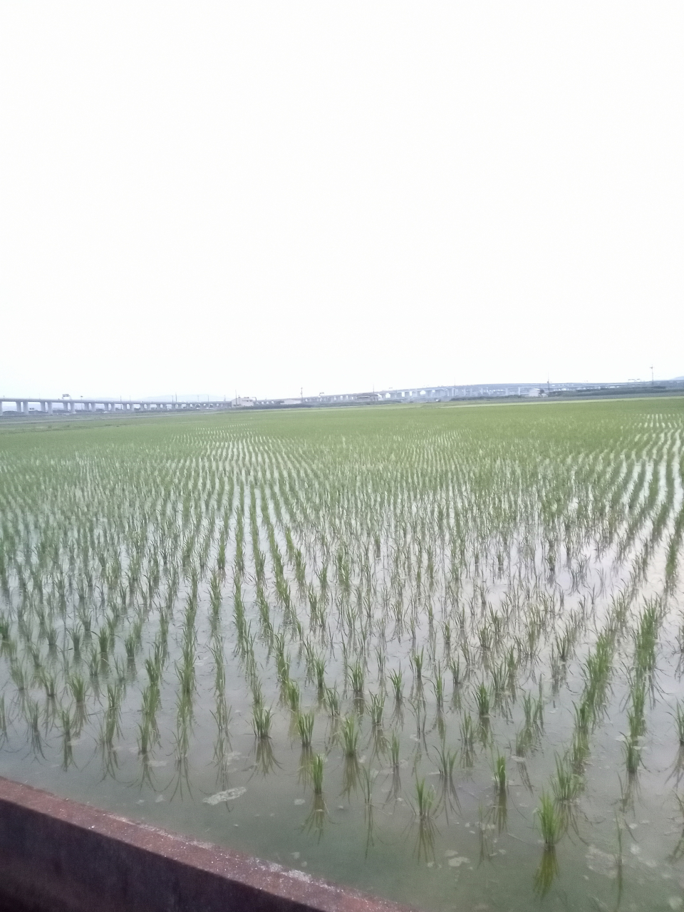 田植えの季節に味わう！京都点心福の生姜餃子