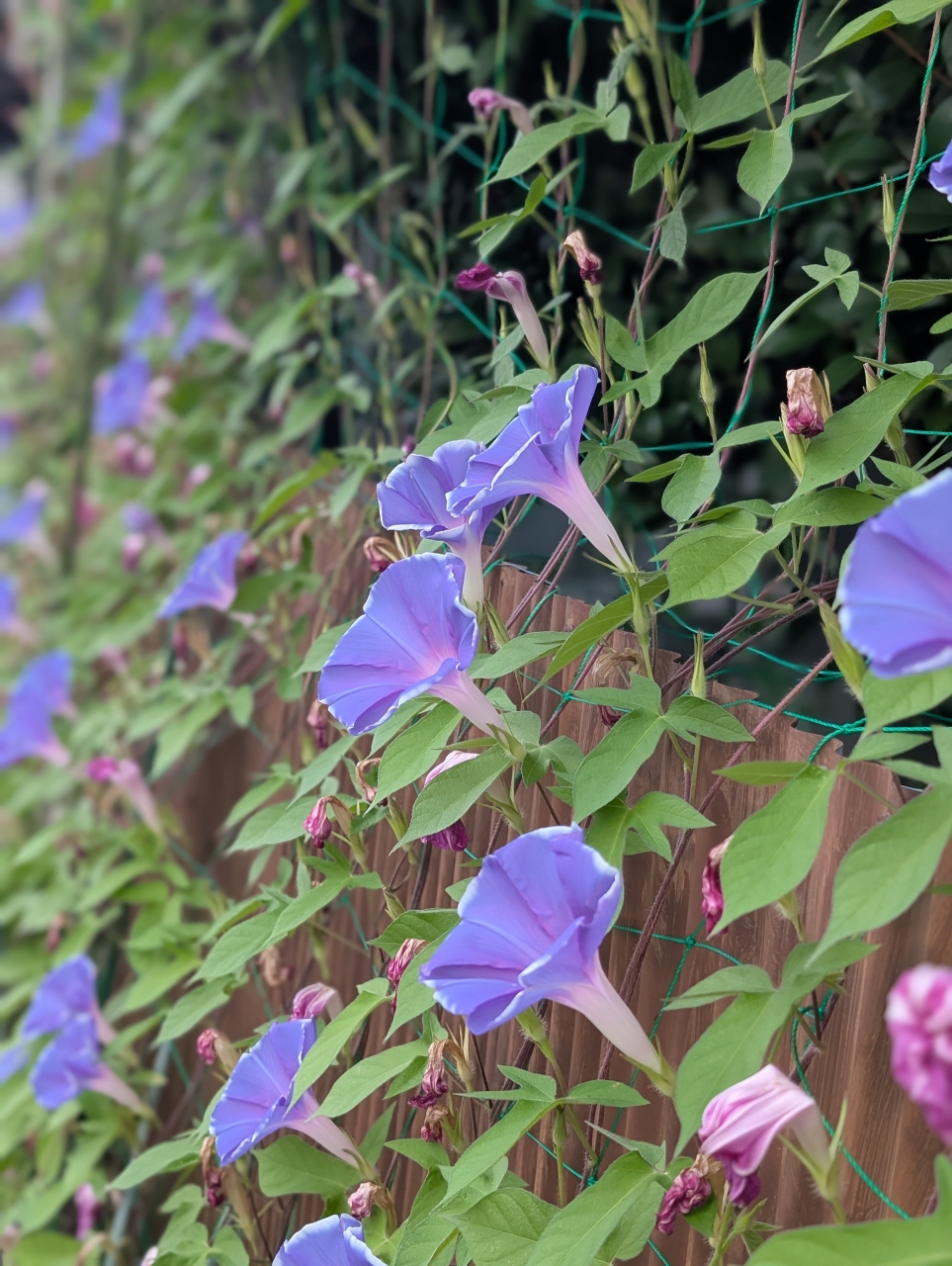 朝顔仕立ての冷やし焼売 〜涼風の花、ひと口の粋〜