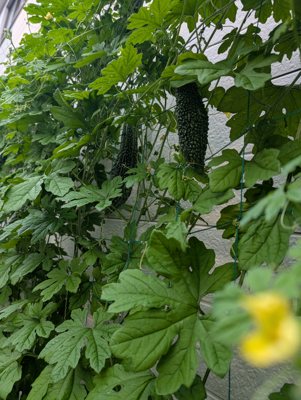 🌿グリーンカーテンに涼を見る｜夏の京点心とニガウリ三品