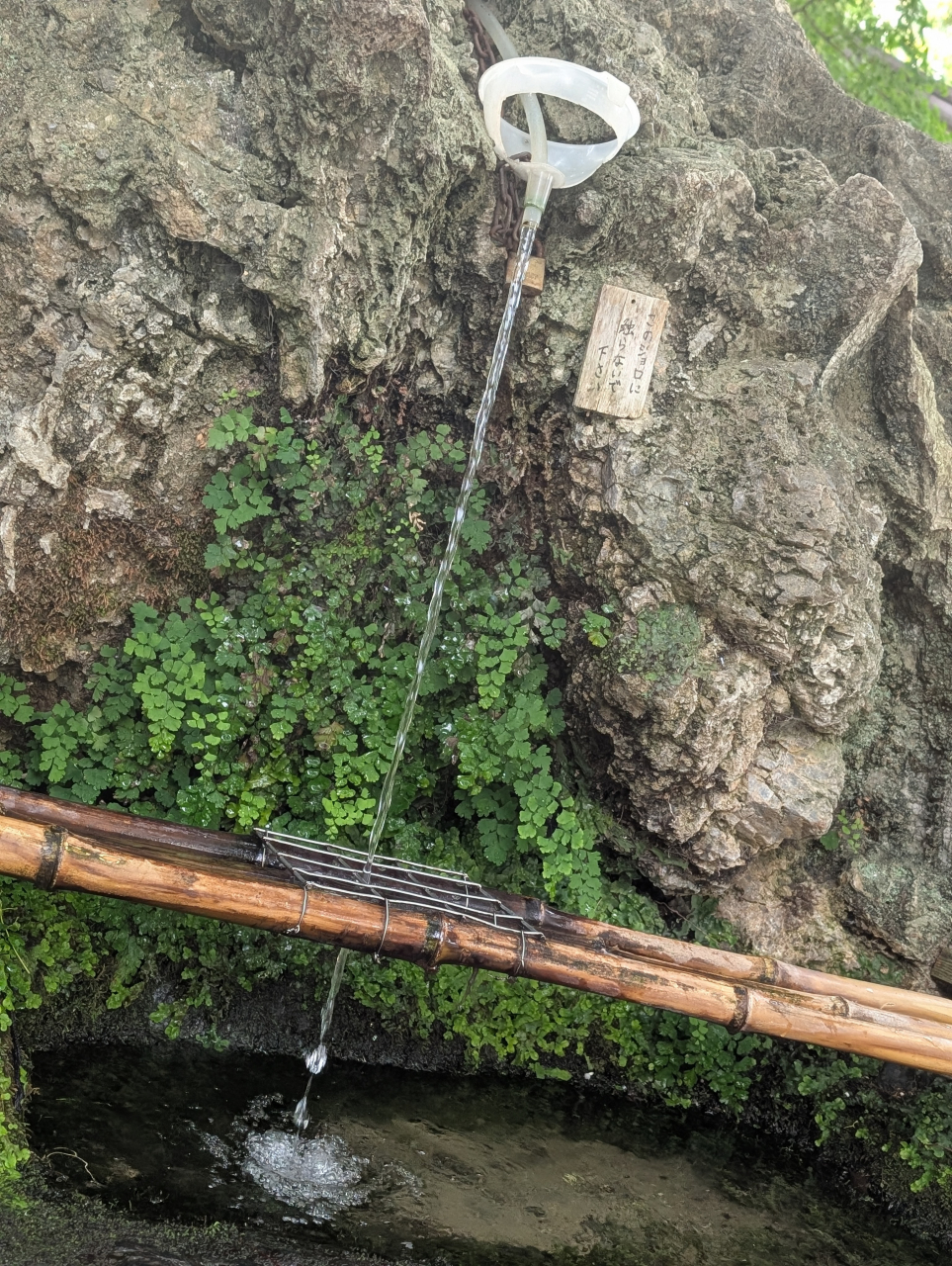 水を制す者は、皮を制す！
伏見「不二の水」が点心の命を変えるとき
