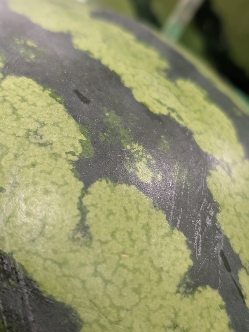 🍉夏の余韻を余すことなく、皮まで味わい尽くす！