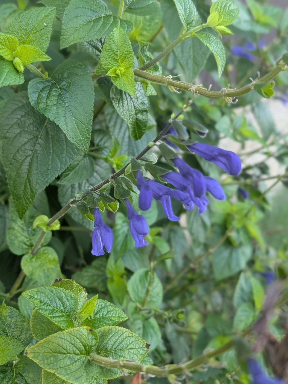🏯 青き花、香り立つ塩──サルビア・パテンスとセージの夏