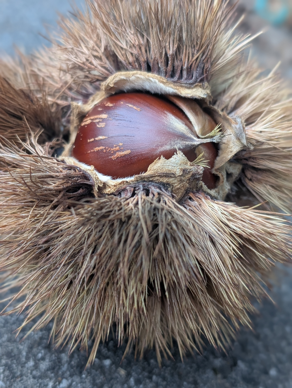 【秋限定】京の実りを包む ― 栗焼売と銀杏焼売｜シュウマイ奉行の秋仕込み