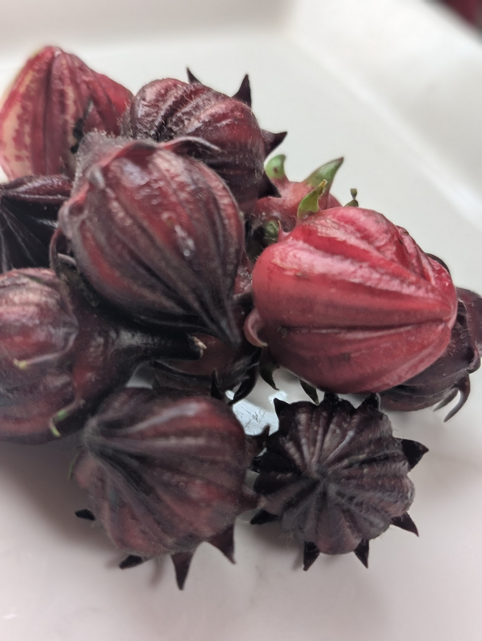【奉行記】紅の妙、ローゼルを以て秋を包む｜京都点心福