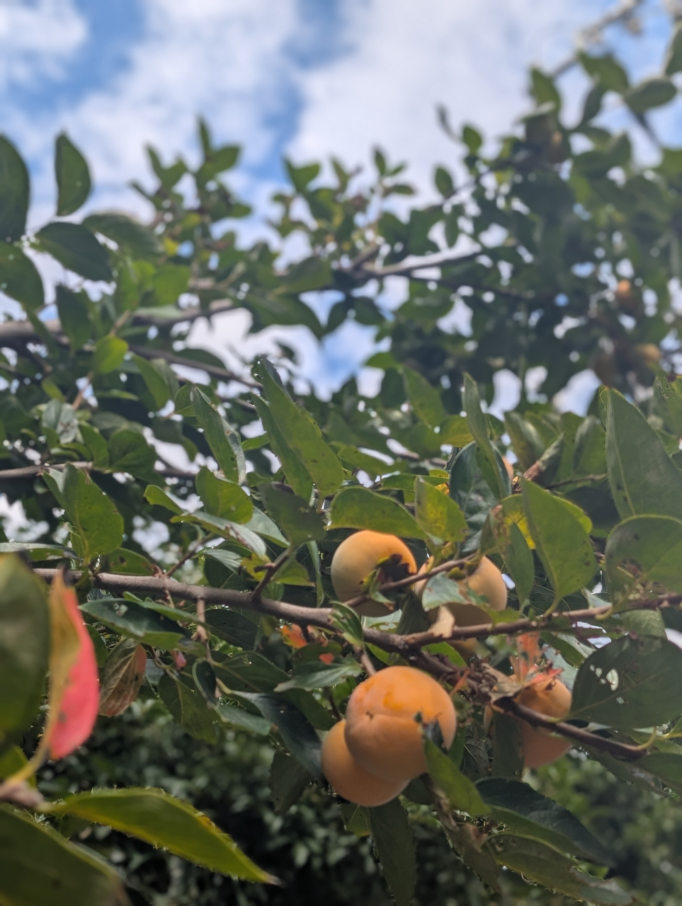 柿酒と柿酢──秋の恵みを熟成させる京の知恵【シュウマイ奉行の記】