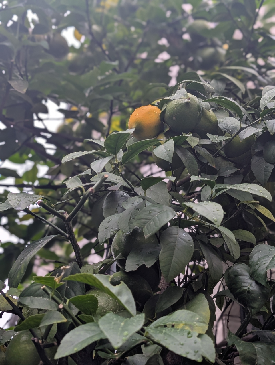 京に芽吹く檸檬と冬の焼売｜シュウマイ奉行記