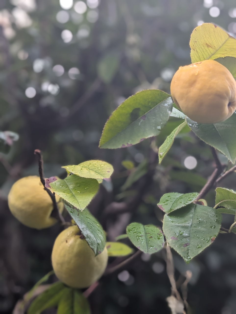 花梨酒と京の焼売|冬支度の一献【京都点心福】