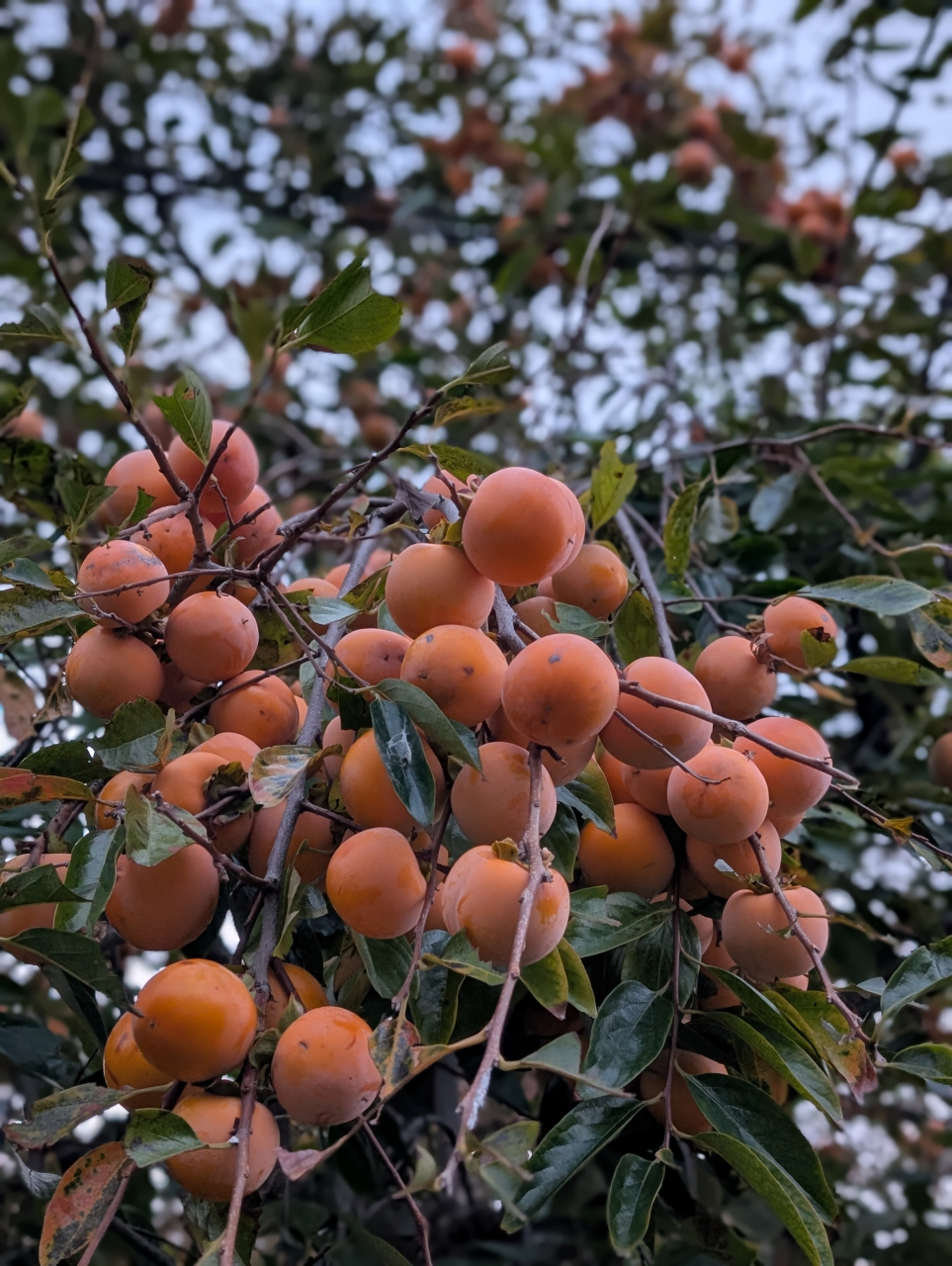【奉行版】初冬の食卓に旨味の裁きを!柿と肉汁焼売の献立帖|京都点心福