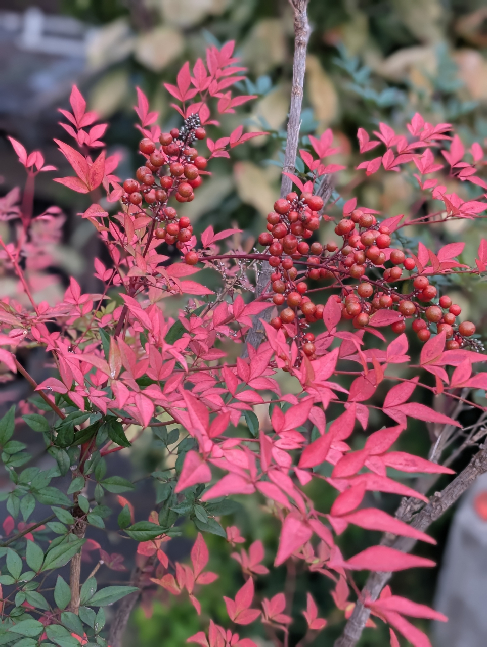 南天茶とエビネギ饅頭──難転の湯気に福を包む【シュウマイ奉行口上】