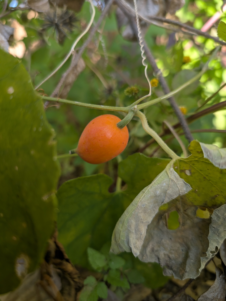 【奉行語り】カラスウリと舞妓の化粧下地──見えぬ所にこそ美は宿る