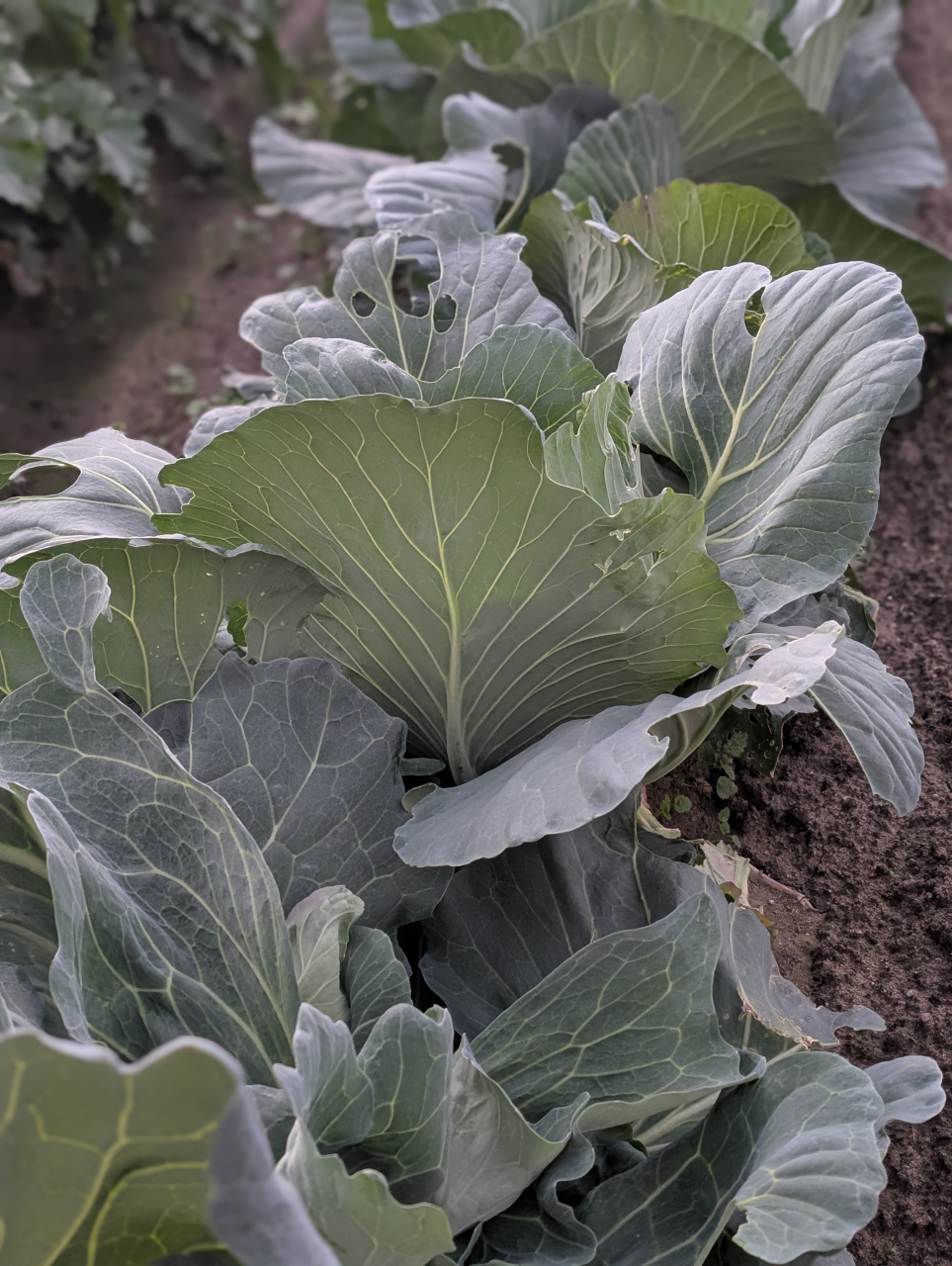 冬キャベツの甘みが支配する餃子 ― 奉行の名に懸けて外せぬ“倍量の理” | 京都点心福