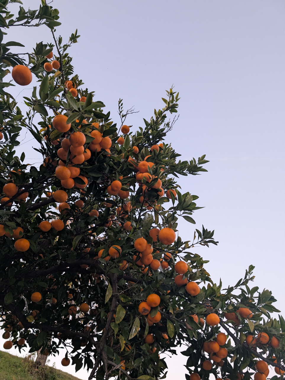 鬼辛焼売に潜む「陳皮」の香り｜京都点心福の旨辛を支える隠し味