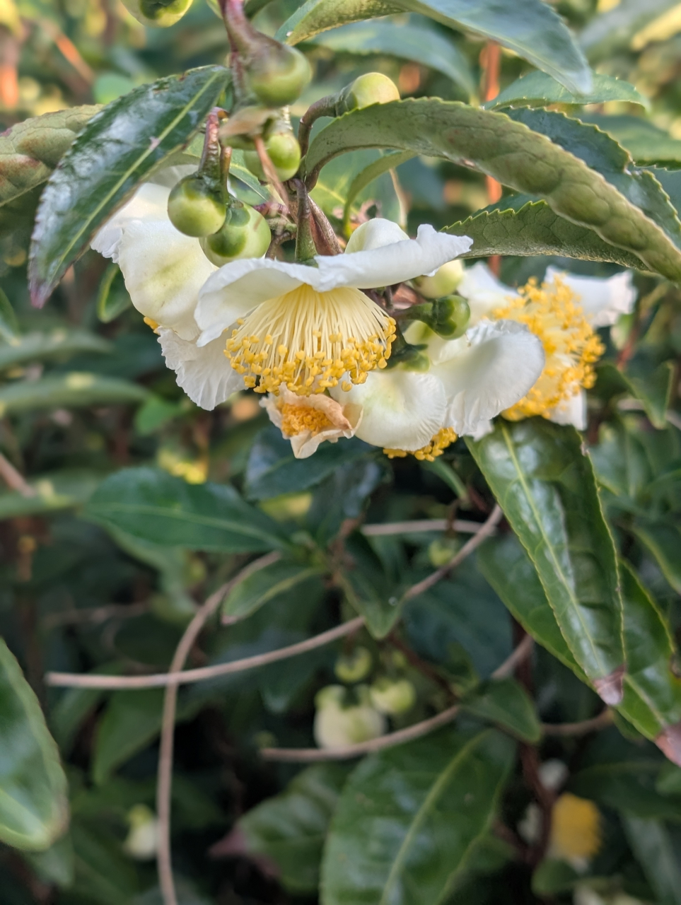 茶の花が多き年の理（ことわり）と、焼売専用茶の妙｜シュウマイ奉行覚書
