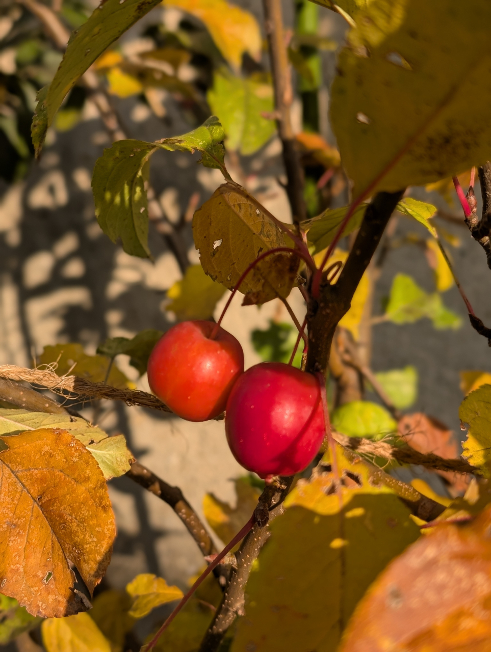 小さな点心の魅力｜姫のように繊細な京点心【京都点心福】