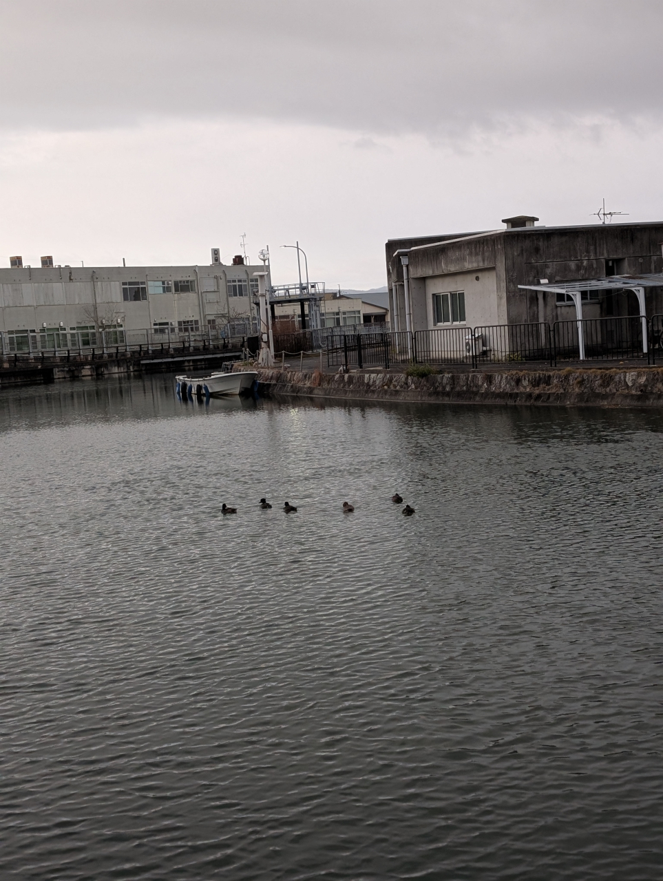 冬の疏水に旅鳥あつまり、肉汁焼売が膳を整える｜京都点心福