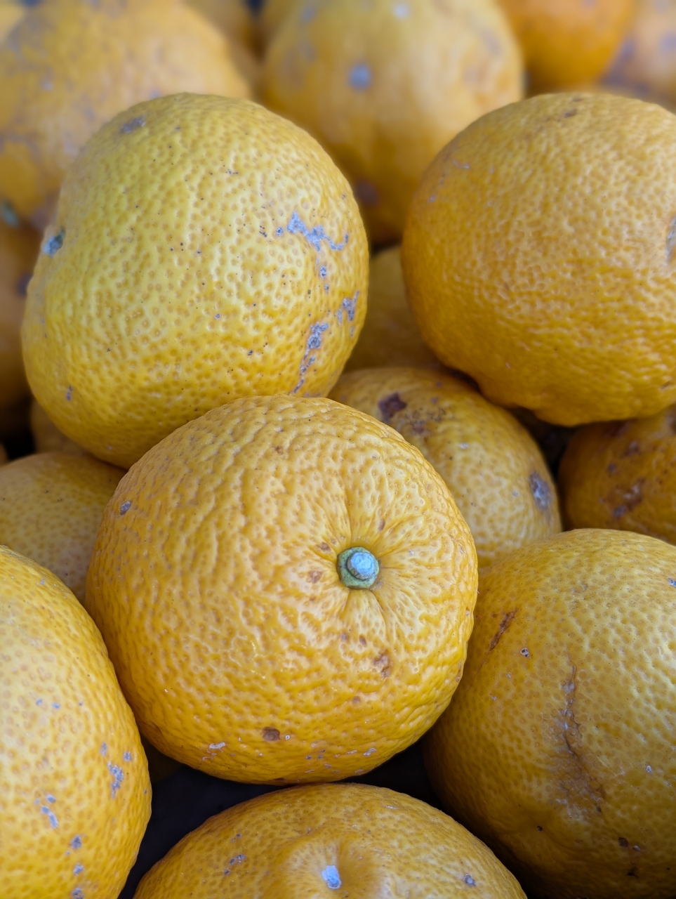 柚子餃子の仕込み日誌｜京都点心福<