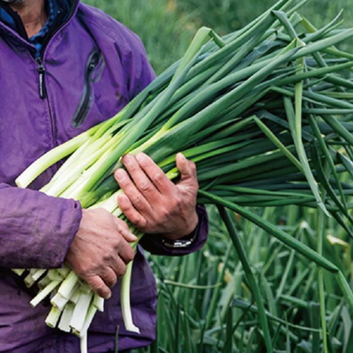 根ごと抜くから香る！九条ねぎ餃子の秘密｜旬の京野菜を味わう点心｜京都点心 福