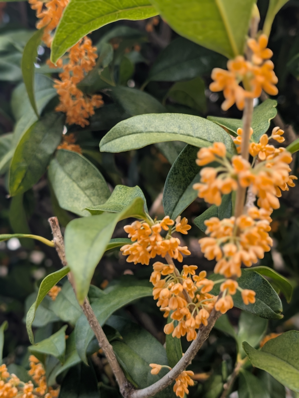 遅れて薫る金木犀と、引き算の妙なる塩焼売｜京・しゅうまい奉行